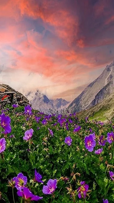 Ekantak/Shutterstock : Valley of Flowers National Park in Chamoli district, Uttarakhand